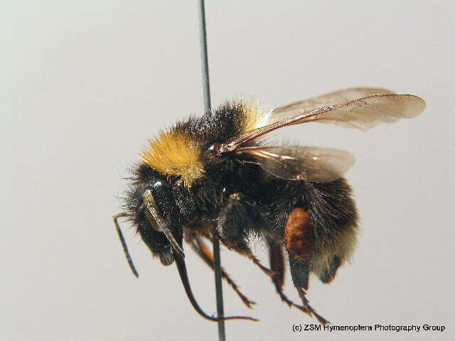 Image of short-haired bumblebee