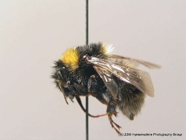 Image of short-haired bumblebee