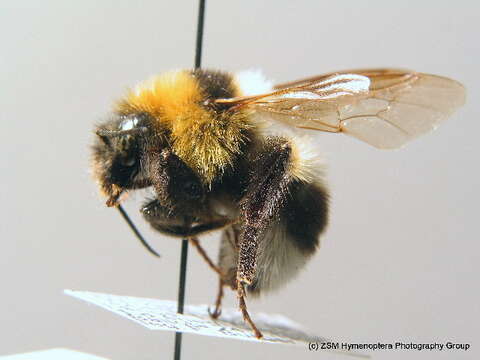 Image of Large garden bumblebee