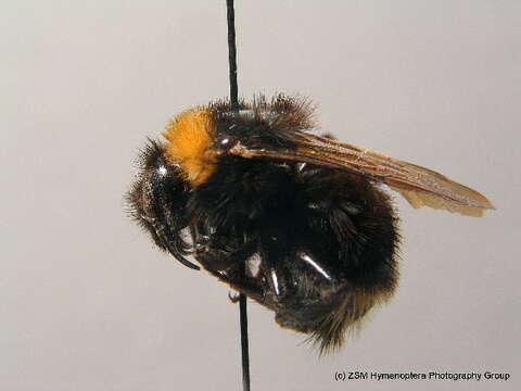 Image of Vestal cuckoo bee