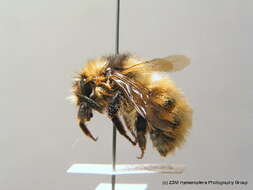 Image of Bombus mucidus Gerstäcker 1869