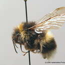 Image of Bombus cryptarum