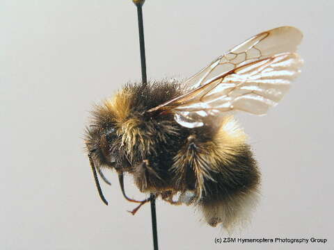 Image of Bombus cryptarum