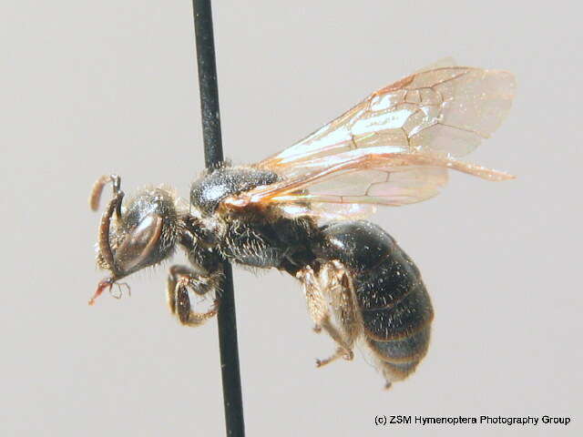 Lasioglossum marginellum (Schenck 1853)的圖片