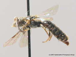 صورة Lasioglossum nitidiusculum (Kirby 1802)