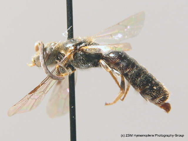 صورة Lasioglossum nitidiusculum (Kirby 1802)