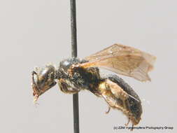 Lasioglossum nitidiusculum (Kirby 1802)的圖片