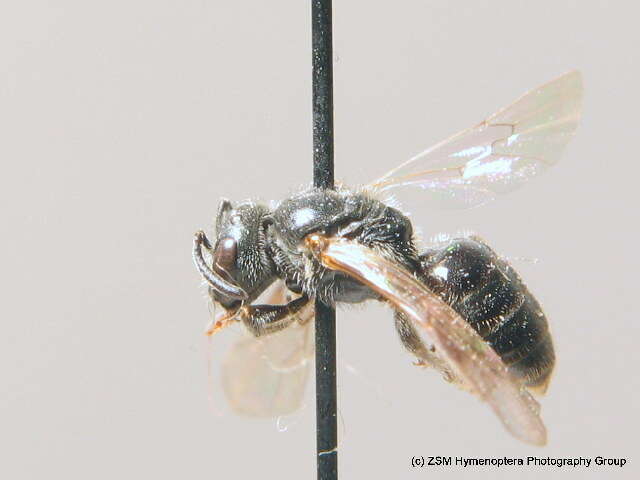 Lasioglossum nitidiusculum (Kirby 1802)的圖片