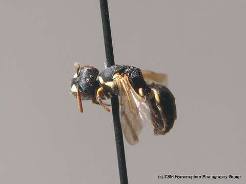 Imagem de <i>Hylaeus intermedius</i>