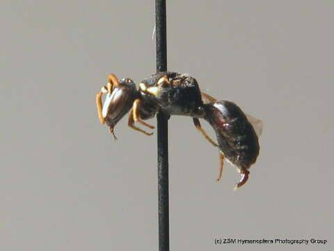 Imagem de <i>Hylaeus intermedius</i>