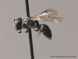 Слика од Hylaeus styriacus Förster 1871