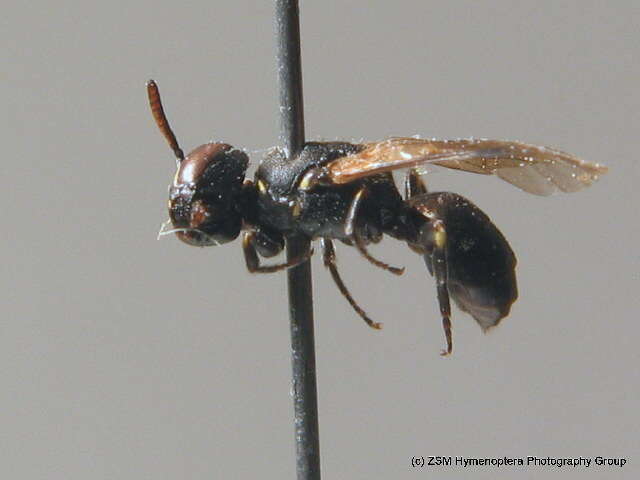 Слика од Hylaeus styriacus Förster 1871