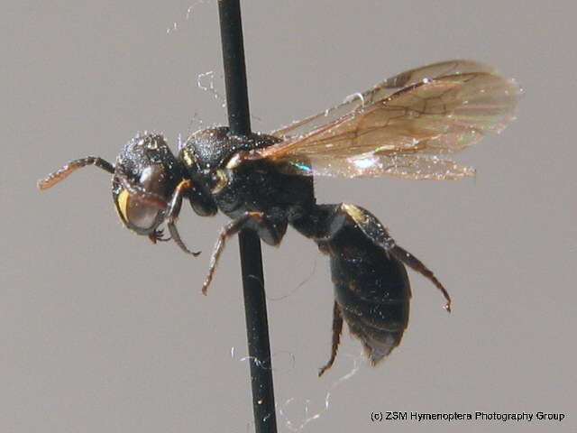 Слика од Hylaeus styriacus Förster 1871