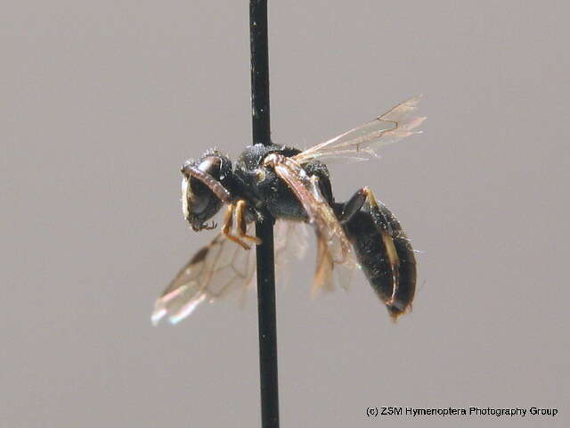 Слика од Hylaeus styriacus Förster 1871