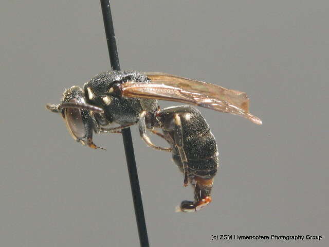 Image of Hylaeus punctulatissimus Smith 1842