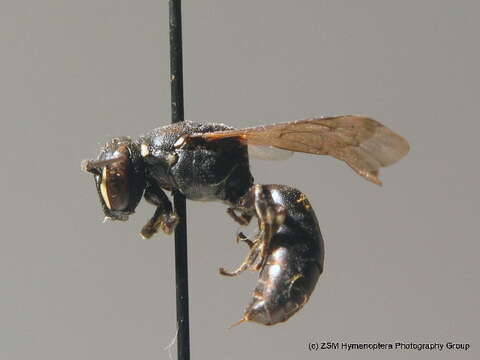 Sivun Hylaeus punctulatissimus Smith 1842 kuva