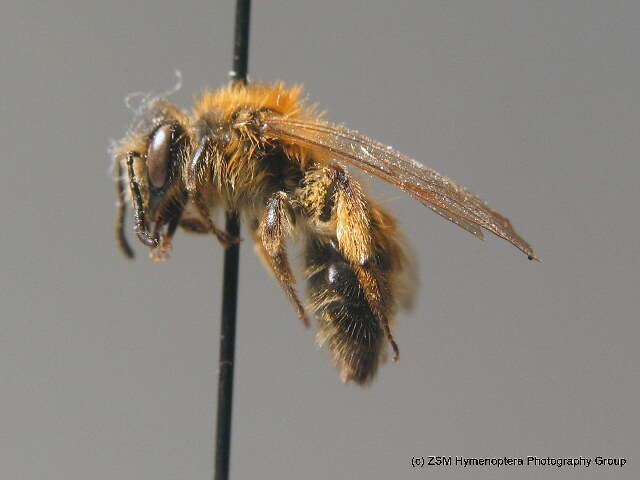 Image of Andrena helvola (Linnaeus 1758)