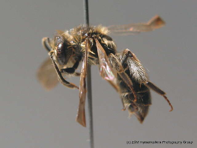 Image of Andrena ampla Warncke 1967