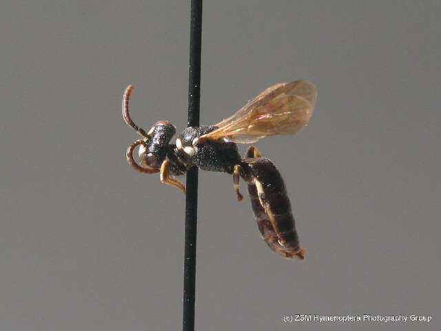 Imagem de Hylaeus leptocephalus (Morawitz 1870)