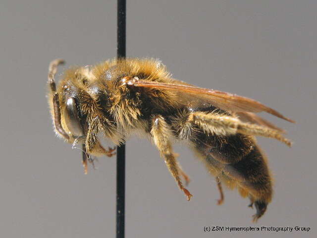 Слика од Andrena labialis (Kirby 1802)