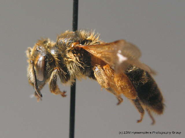 Слика од Andrena labialis (Kirby 1802)