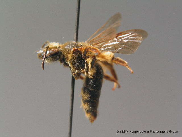 Слика од Andrena labialis (Kirby 1802)