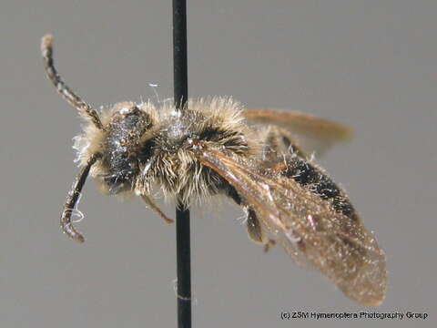 Image of Andrena strohmella E. Stöckhert 1928