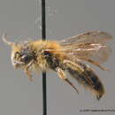 Image of Andrena combinata (Christ 1791)