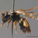 Image of Andrena allosa Warncke 1975