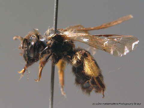 Image of Andrena allosa Warncke 1975