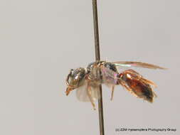 صورة Sphecodes crassus Thomson 1870