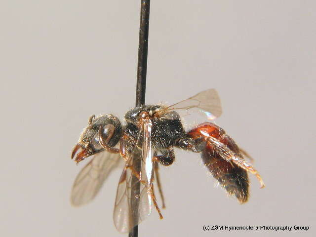 Imagem de Sphecodes crassus Thomson 1870