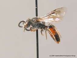 Imagem de Sphecodes crassus Thomson 1870