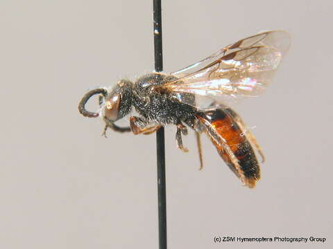 صورة Sphecodes crassus Thomson 1870