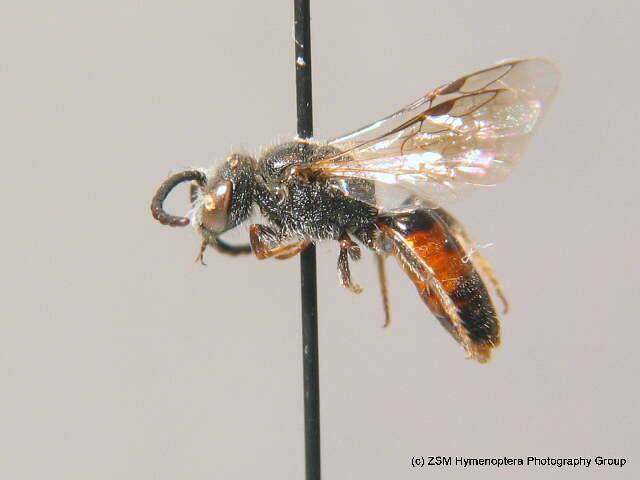 Imagem de Sphecodes crassus Thomson 1870