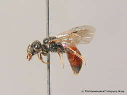 صورة Sphecodes crassus Thomson 1870