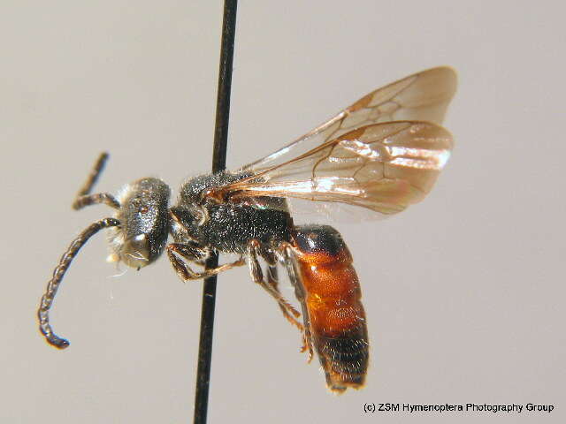 Image of dark-winged blood bee