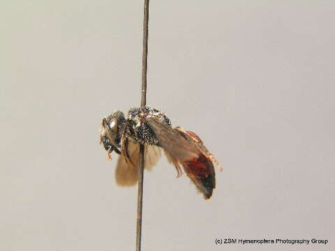 Image of dark-winged blood bee