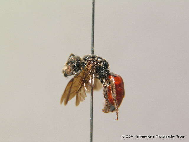 Sphecodes gibbus (Linnaeus 1758)的圖片