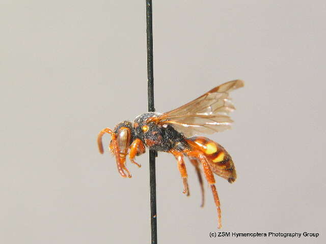 Image of Nomada zonata Panzer 1798