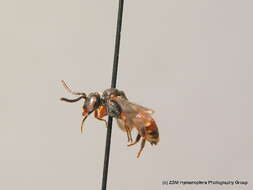 Image of Nomada obtusifrons Nylander 1848