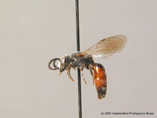 Sphecodes monilicornis (Kirby 1802)的圖片