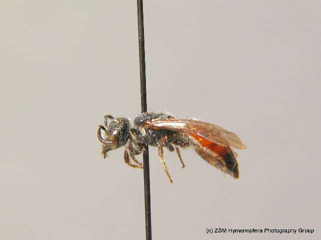 Sphecodes monilicornis (Kirby 1802)的圖片