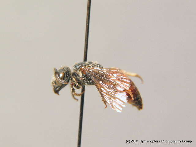 Sphecodes monilicornis (Kirby 1802)的圖片