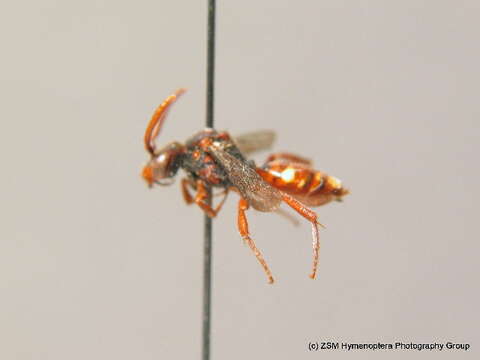 Nomada striata Fabricius 1793的圖片