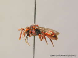 Nomada striata Fabricius 1793的圖片