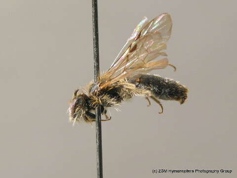 Image of Andrena strohmella E. Stöckhert 1928