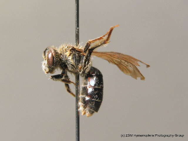 Image of Andrena ampla Warncke 1967