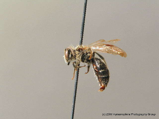 Image of Andrena ampla Warncke 1967