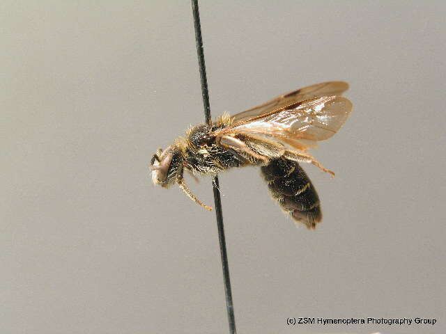 Image of Andrena ampla Warncke 1967